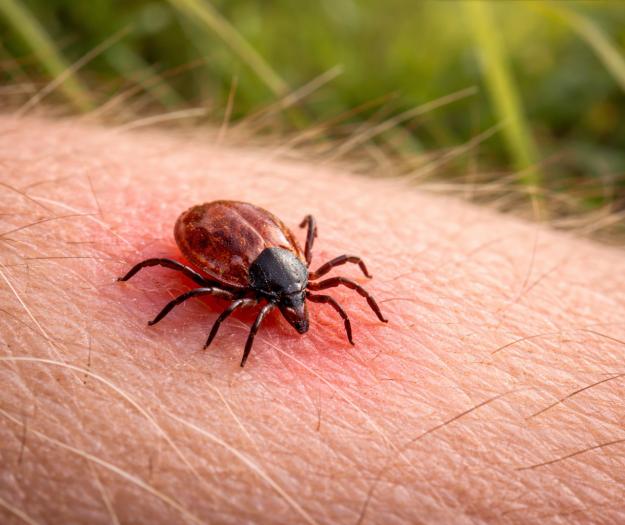 Puukide hooaeg on alanud